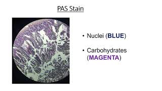 Types of histology stains [upl. by Sissie]