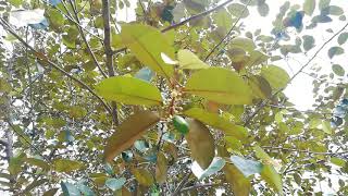 Star Apple Tree Chrysophyllum cainito [upl. by Buller293]