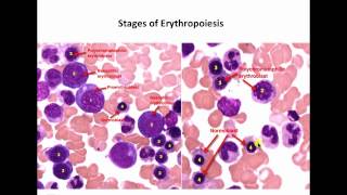 Hematopoiesisidentification of cells [upl. by Oirram131]