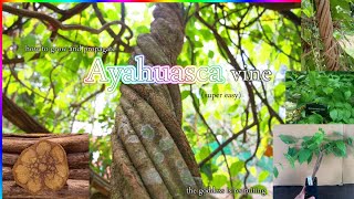 How To Grow And Propagate Ayahuasca Banisteriopsis Caapi Easy [upl. by Tloh]