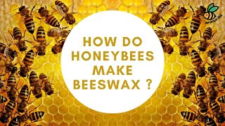 HOW DO HONEY BEES MAKE BEESWAX   SCIENCE FACTS [upl. by Yerroc]