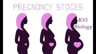 STAGES OF PREGNANCY  Fertilisation to Birth BBC BITESIZE KS3 BIOLOGY [upl. by Garris]