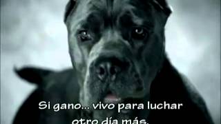 NO a las peleas de perros [upl. by Eanram]