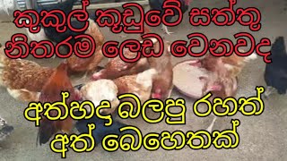 A secret remedy for chicken disease කුකුල් ලෙඩට රහස් අත්බෙහෙතක්farming [upl. by Mcclees566]