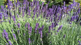 Lavandula angustifolia Hidcote [upl. by Yenetruoc849]