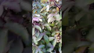 jadibuti jadi comedy kophiphi nature india sekhawati fruitgarden fruit sekhawatigeet [upl. by Assin]