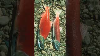 🐟☆³⁸ Sockeye Salmon Oncorhynchus nerka in Salmonid Family Salmonidae [upl. by Cavill87]