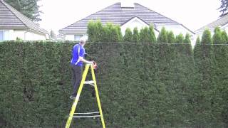 trimming cedar hedgetime lapse [upl. by Yelrahc142]