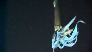 Scientists film giant squid in its natural habitat [upl. by Beall509]