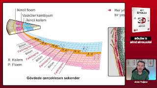 Ders 57  Bitkisel Dokular [upl. by Tonye]