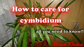 How to care for cymbidium orchids  watering fertilizing reblooming recognize spikes [upl. by East]