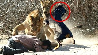 Pitbull saves Kangal from a Wolf [upl. by Jennings955]