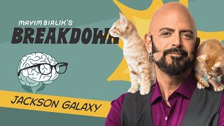 Jackson Galaxy Emotional Guardrails Language of Empathy amp The Social Anxiety Corner [upl. by Ratcliffe72]