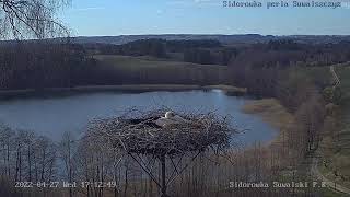 Sidorówka bociany – transmisja na żywo Storks live video broadcast [upl. by Iinde]