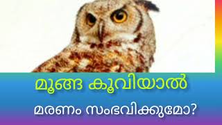 മൂങ്ങ കൂവിയാൽകൂമൻ മൂങ്ങ വീട്ടിൽ വന്നാൽ ndian mottled Wood Owl Call [upl. by Oribella]