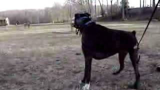 Boxer dog barking at geese [upl. by Ephrem481]