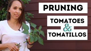 Pruning Tomatoes amp Tomatillos PART 1  Propagating  Easy amp Simple [upl. by Nostaw444]