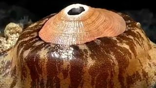 The Giant Keyhole Limpet Megathura crenulata An Underwater Marvel [upl. by Enelehs]