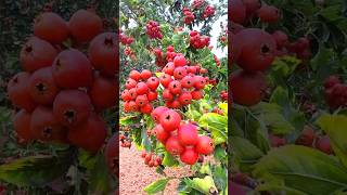 look very good fruit and fast nashpati fruit [upl. by Anallese]