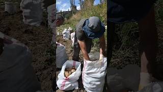 patates patatesyemekleri hasat harvest patato köy köyhayatı doğa köyişleri nature doğa [upl. by Kumler805]