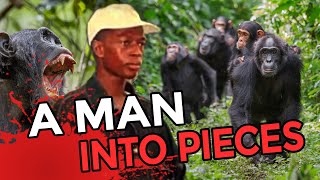 These DEADLY Escaped Chimps Ripped Man into Pieces [upl. by Maitland]