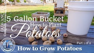 How to Grow Potatoes in a 5 Gallon Bucket Part 1 of 2 [upl. by Nemraciram955]