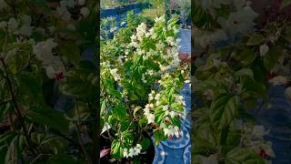 How to Plant Grow and Care for Bleeding Hearts shorts ytshorts gardening [upl. by Naesal]