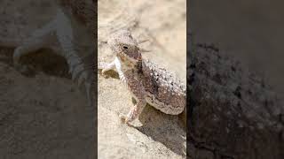 Texas Horned Lizard  Ultimate Bloody Survivor [upl. by Raymonds]