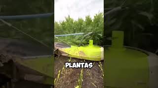 ¿Qué Hace Esta Gigante Picadora en el Campo 🚜🌽 shorts [upl. by Wiebmer]