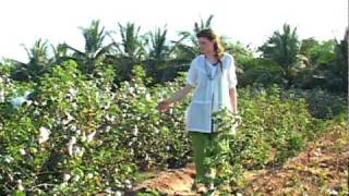 Gudrun Sjodén  Cotton fields in Gujarat 2010 [upl. by Gwen]