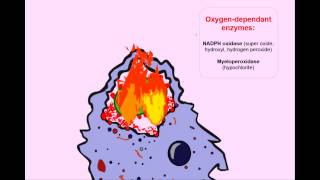 USMLE Animated Immunology  Phagocytosis amp Chronic Granulomatous Disease [upl. by Enitsenrae841]