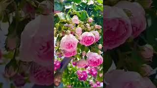 flowers rose nature beautiful garden song music jubinnautiyal love bollywood [upl. by Accemahs406]