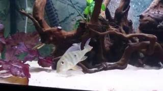 Geophagus Altifrons tropical fish tank  feeding time [upl. by Ashraf]