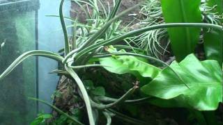 Crested Gecko Vivarium Plants Review [upl. by Luap591]