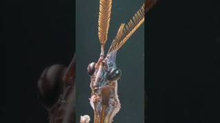 🌟 Meet the Vampire Mantis Natures ALIEN Predator shorts insects mantis [upl. by Gipps]