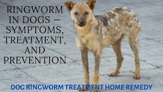 Ringworm in Dogs — Symptoms Treatment and Prevention  dog ringworm treatment home remedy [upl. by Hokanson]