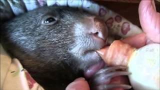 Baby Wombats Day [upl. by Doane323]