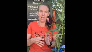 Tip on how to keep Aphids at bay on your swan plants  Milkweed plants [upl. by Cormier752]