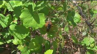 Cicadas in Georgia 2024  First sightings [upl. by Ainesell]