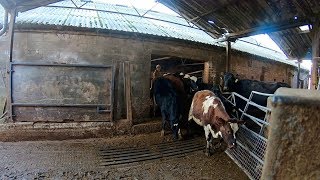 BIG DAY HEIFERS GET A NEW HOME [upl. by Caro968]