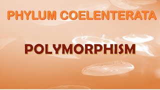 Polymorphism in Cnidarians [upl. by Ninel]