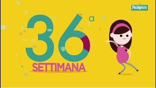 36° settimana di gravidanza [upl. by Politi31]