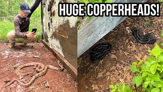 Finding HUGE Copperheads in Metro Atlanta Tin Flipping and Biking For Snakes in Georgia [upl. by Nesyrb379]