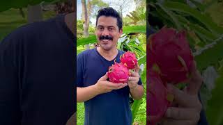 PITAYA VERMELHA DE POLPA BRANCA  Você conhece essa fruta deliciosa  Habitat Brasileiro pitaya [upl. by Bathsheb]