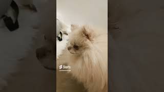 my spitz barking puppy soul [upl. by Maiah]