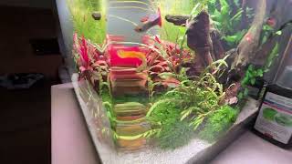 Dennerle tank 55L update 25 02 2023 [upl. by Gnehp773]