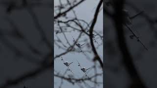 Through the Trees Frecce Tricolori Training in Reduced Formation short shorts [upl. by Anhavas216]