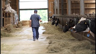 Projet »Veau en plein air« Engraisser des veaux avec moins d’antibiotiques c’est possible [upl. by Elletse315]