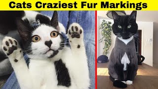 Cats With The Craziest Fur Markings You’d Almost Think Were Photoshopped [upl. by Allemahs]