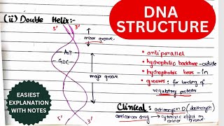 DNA Structure Organization amp Function  Nucleosides amp Nucleotides  Biochemistry urduhindi [upl. by Bergstein]